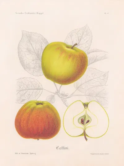 Cellini by Henriette Sjöberg, 1924 — digital art print download