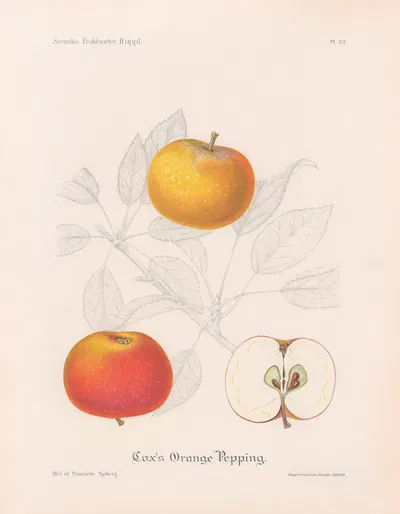 Cox's Orange Pepping by Henriette Sjöberg, 1924 — digital art print download