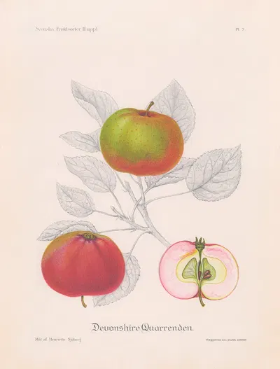 Devonshire Quarrenden by Henriette Sjöberg, 1924 — digital art print download