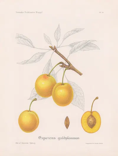 Esperens guldplommon by Henriette Sjöberg, 1924 — digital art print download