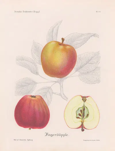 Fageröäpple by Henriette Sjöberg, 1924 — digital art print download
