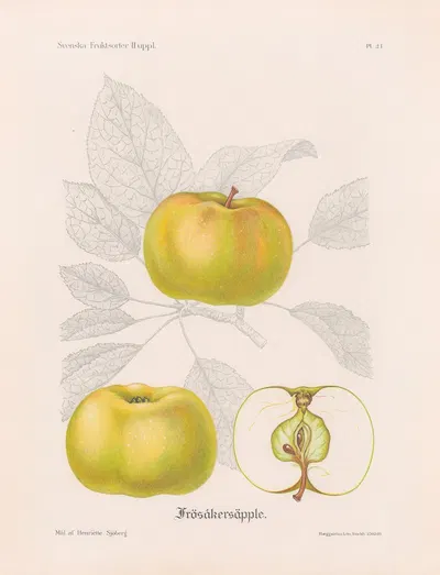Frösåkersäpple by Henriette Sjöberg, 1924 — digital art print download