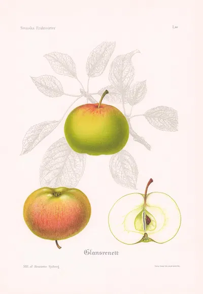 Glansrenett by Henriette Sjöberg, 1924 — digital art print download