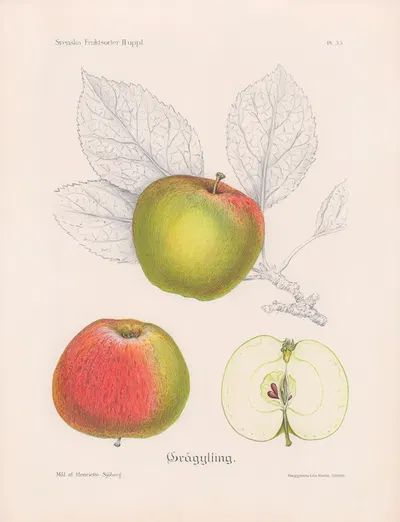 Grågylling by Henriette Sjöberg, 1924 — digital art print download