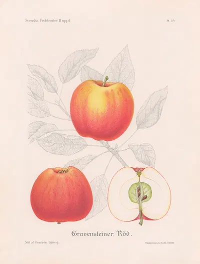 Gravensteiner, röd by Henriette Sjöberg, 1924 — digital art print download
