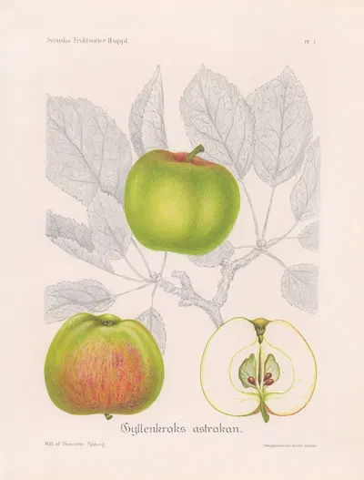 Gyllenkroks astrakan by Henriette Sjöberg, 1924 — digital art print download