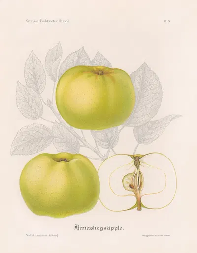 Hanaskogsäpple by Henriette Sjöberg, 1924 — digital art print download