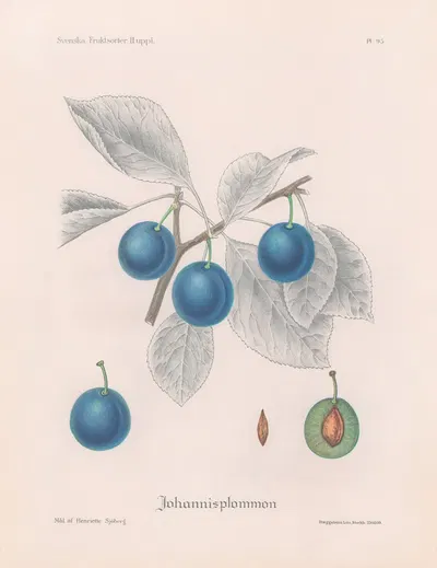 Johannisplommon by Henriette Sjöberg, 1924 — digital art print download