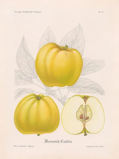 Keswick Codlin by Henriette Sjöberg, 1924 — digital art print download