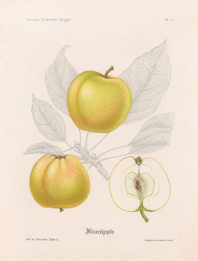 Klaräpple by Henriette Sjöberg, 1924 — digital art print download