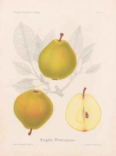 Liegels vinterpäron by Henriette Sjöberg, 1924 — digital art print download