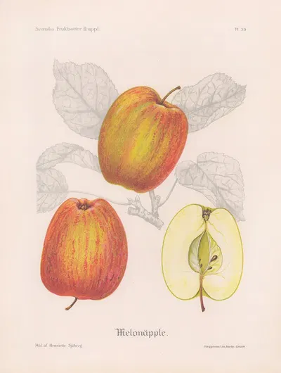 Melonäpple by Henriette Sjöberg, 1924 — digital art print download