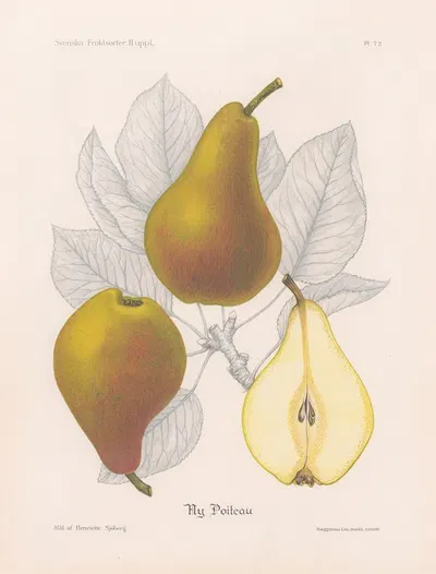 Ny Poiteau by Henriette Sjöberg, 1924 — digital art print download