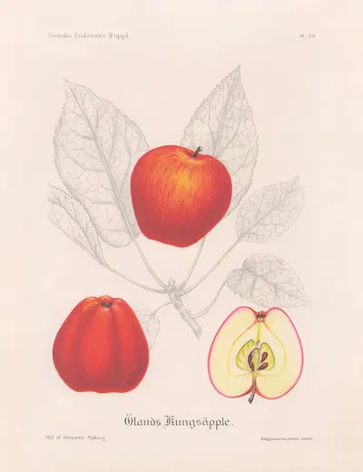 Ölands kungsäpple by Henriette Sjöberg, 1924 — digital art print download