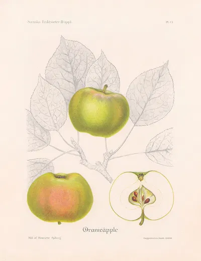 Oranieäpple by Henriette Sjöberg, 1924 — digital art print download