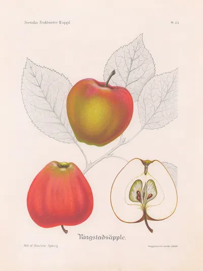 Ringstadsäpple by Henriette Sjöberg, 1924 — digital art print download