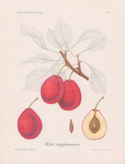 Rött äggplommon by Henriette Sjöberg, 1924 — digital art print download