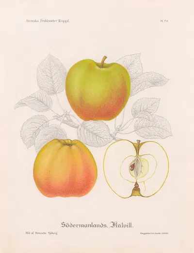Södermanlands kalvill by Henriette Sjöberg, 1924 — digital art print download