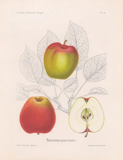 Sommarparmän by Henriette Sjöberg, 1924 — digital art print download