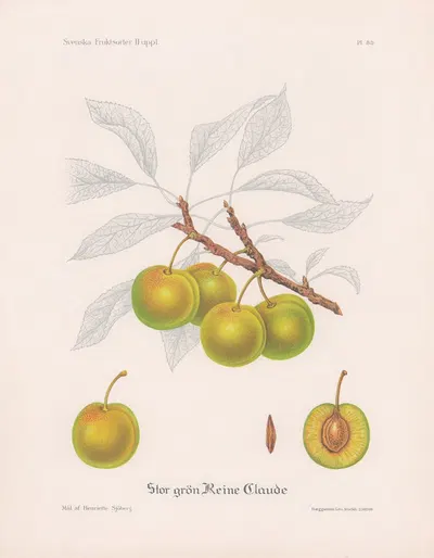 Stor grön Reine Claude by Henriette Sjöberg, 1924 — digital art print download