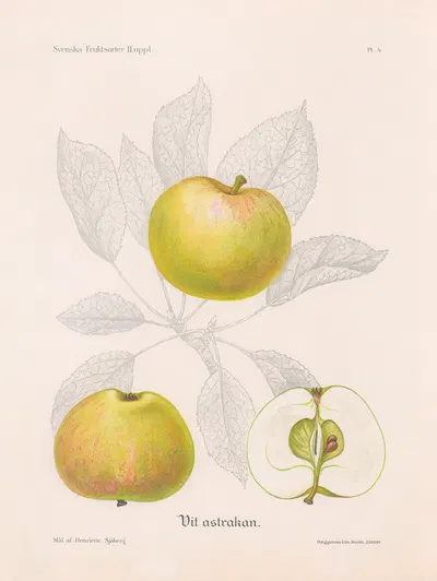 Vit astrakan by Henriette Sjöberg, 1924 — digital art print download