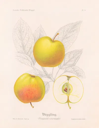 Vitgylling (Virginskt rosenäpple) by Henriette Sjöberg, 1924 — digital art print download