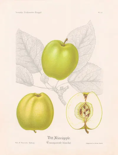 Vitt klaräpple (Transparente blanche) by Henriette Sjöberg, 1924 — digital art print download