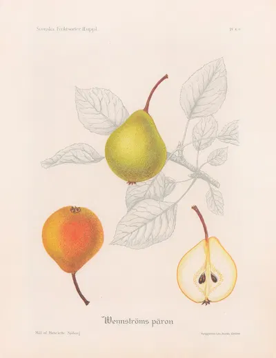 Wennströmspäron by Henriette Sjöberg, 1924 — digital art print download