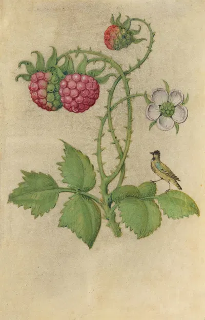 Blackberry, unripe fruits and flower (Rubus sectio rubus) with a jaybird by Master of Claude de France, 1510–1515 — digital…