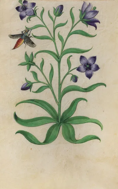 Blue Pimpernel (Anagallis foemina) with a moth by Master of Claude de France, 1510–1515 — digital art print download