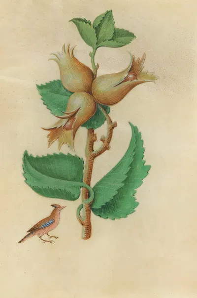 Hazelnut (Corylus avellane) with a jaybird by Master of Claude de France, 1510–1515 — digital art print download