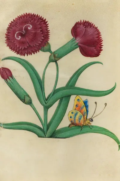 Red Carnation (Dianthus sp.) with a blue, orange and yellow butterfly by Master of Claude de France, 1510–1515 — digital…