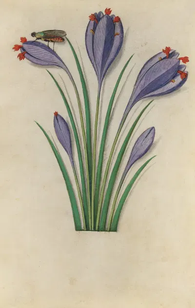 Saffron Crocus (Crocus sativus) with a fly by Master of Claude de France, 1510–1515 — digital art print download