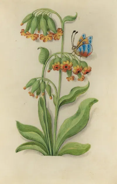 St. Peter's Keys (Primula veris) with a blue, orange and red butterfly by Master of Claude de France, 1510–1515 — digital…