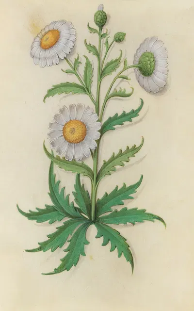Oxeye Daisy (Leucanthemum vulgare) by Master of Claude de France, 1510–1515 — digital art print download