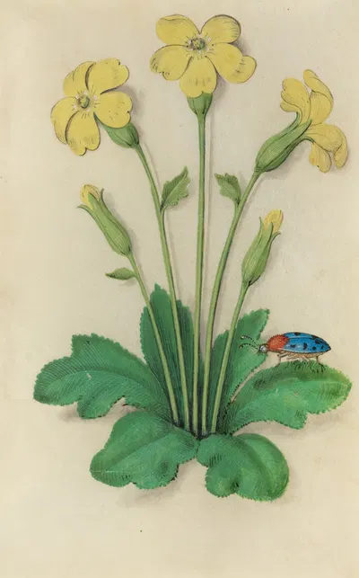 Primrose (Primula vulgaris) with a blue ladybeetle by Master of Claude de France, 1510–1515 — digital art print download