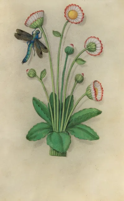 Common Daisy (Bellis perennis) with a dragonfly by Master of Claude de France, 1510–1515 — digital art print download