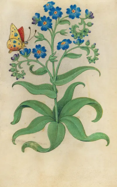 Forget-me-not (Myosotis sylvatica) with a blue, yellow and red butterfly by Master of Claude de France, 1510–1515 — digital…