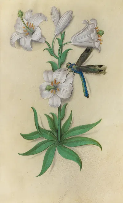 White Lily (Lilium candidum) with a dragonfly by Master of Claude de France, 1510–1515 — digital art print download