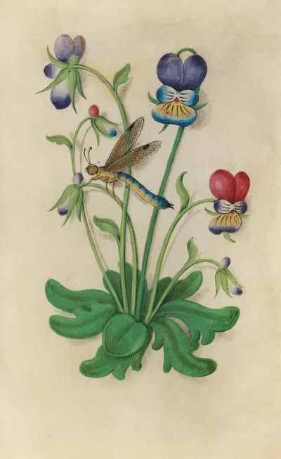 Heart's Ease Violet (Viola tricolor) with a dragonfly by Master of Claude de France, 1510–1515 — digital art print download