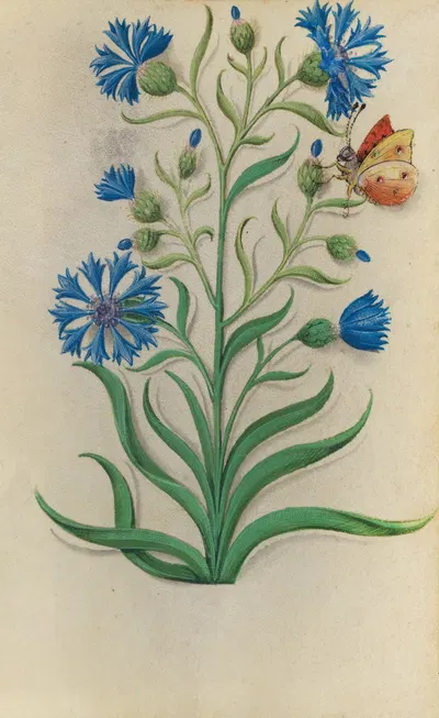Cornflower (Centaurea cyanus) with a yellow and red butterfly by Master of Claude de France, 1510–1515 — digital art print…