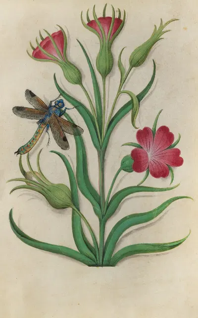 Red Catchfly (Silene dioica) with a dragonfly by Master of Claude de France, 1510–1515 — digital art print download
