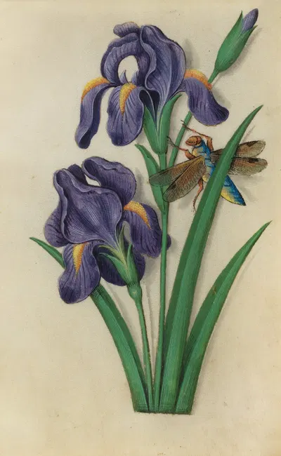 Iris (Iris versicolor) with a dragonfly by Master of Claude de France, 1510–1515 — digital art print download