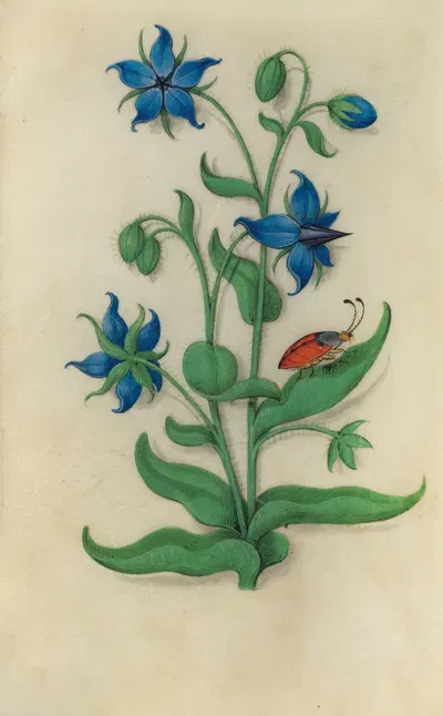 Borage (Borago officinalis) with a red and blue beetle by Master of Claude de France, 1510–1515 — digital art print download