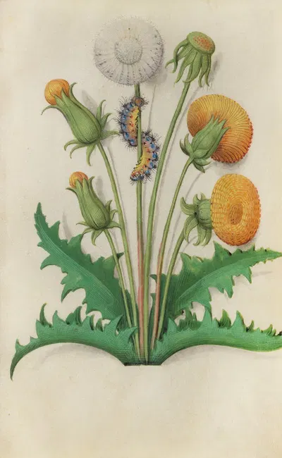 Dandelion (Taraxacum officinale) with a caterpillar by Master of Claude de France, 1510–1515 — digital art print download