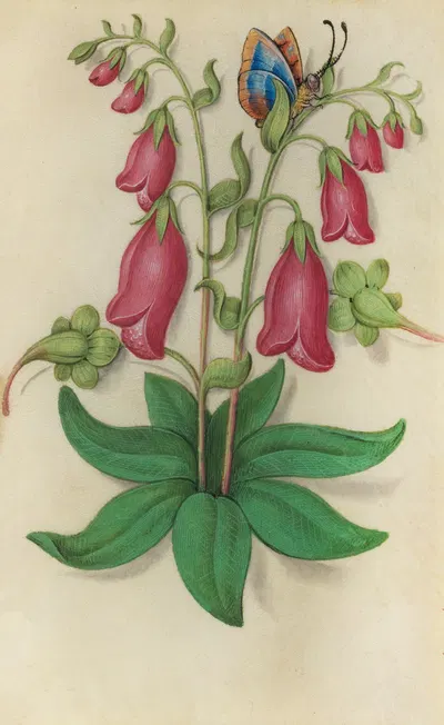 Foxglove (Digitalis purpurea) with a blue and orange butterfly by Master of Claude de France, 1510–1515 — digital art print…