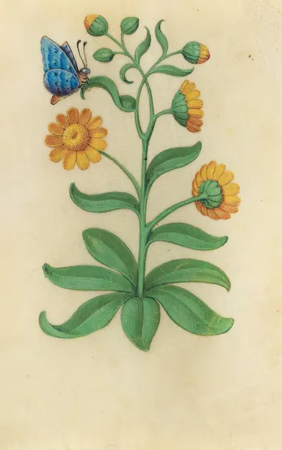 Marigold (Calendula arvensis) with a blue butterfly by Master of Claude de France, 1510–1515 — digital art print download