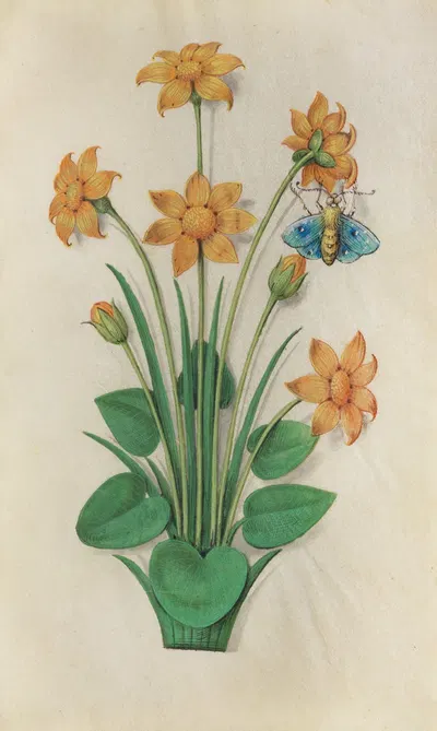 Autumn Buttercup (Ranunculus bullatus) with a holly blue butterfly by Master of Claude de France, 1510–1515 — digital art…