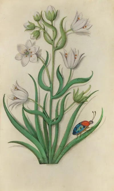St. Bernard's Lily (Anthericum liliago) with a blue ladybeetle by Master of Claude de France, 1510–1515 — digital art print…