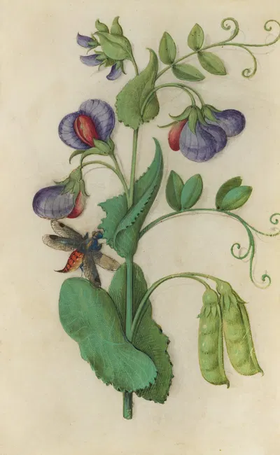 Wild Pea (Pisum sativum) with a moth by Master of Claude de France, 1510–1515 — digital art print download